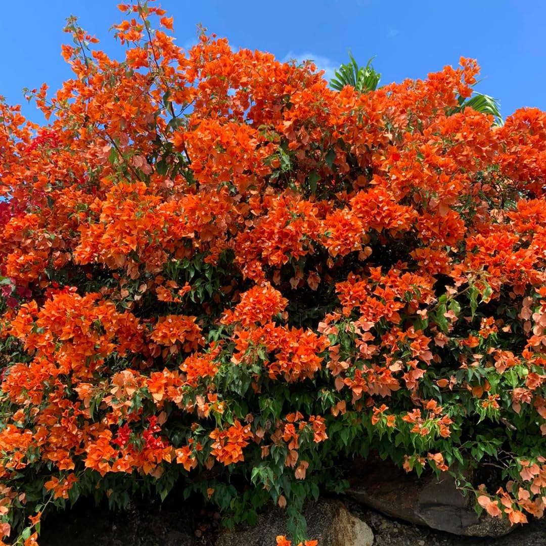 Sets 3 Climbing Bougainvillea Plants Live for Full Sun Trellis Tree, Shrub or Vine Bougainvillea Vibrant Bloom, Very Hardy, 5-9" Tall, Orange