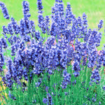1 Lavender Plant Live Indoor, Lavandula Perennial Tree Live Plant for Planting, Fragrant Flowers, Well-Rooted 4-8" Height (Hidcote Blue Lavender)