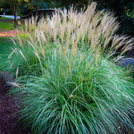 Ornamental Grass Seedlings Live Plant, Fully Rooted Pruned Back to 5 to 9 Inc in Tall Grasses Live Plants Perennial (Dwarf Miscanthus)