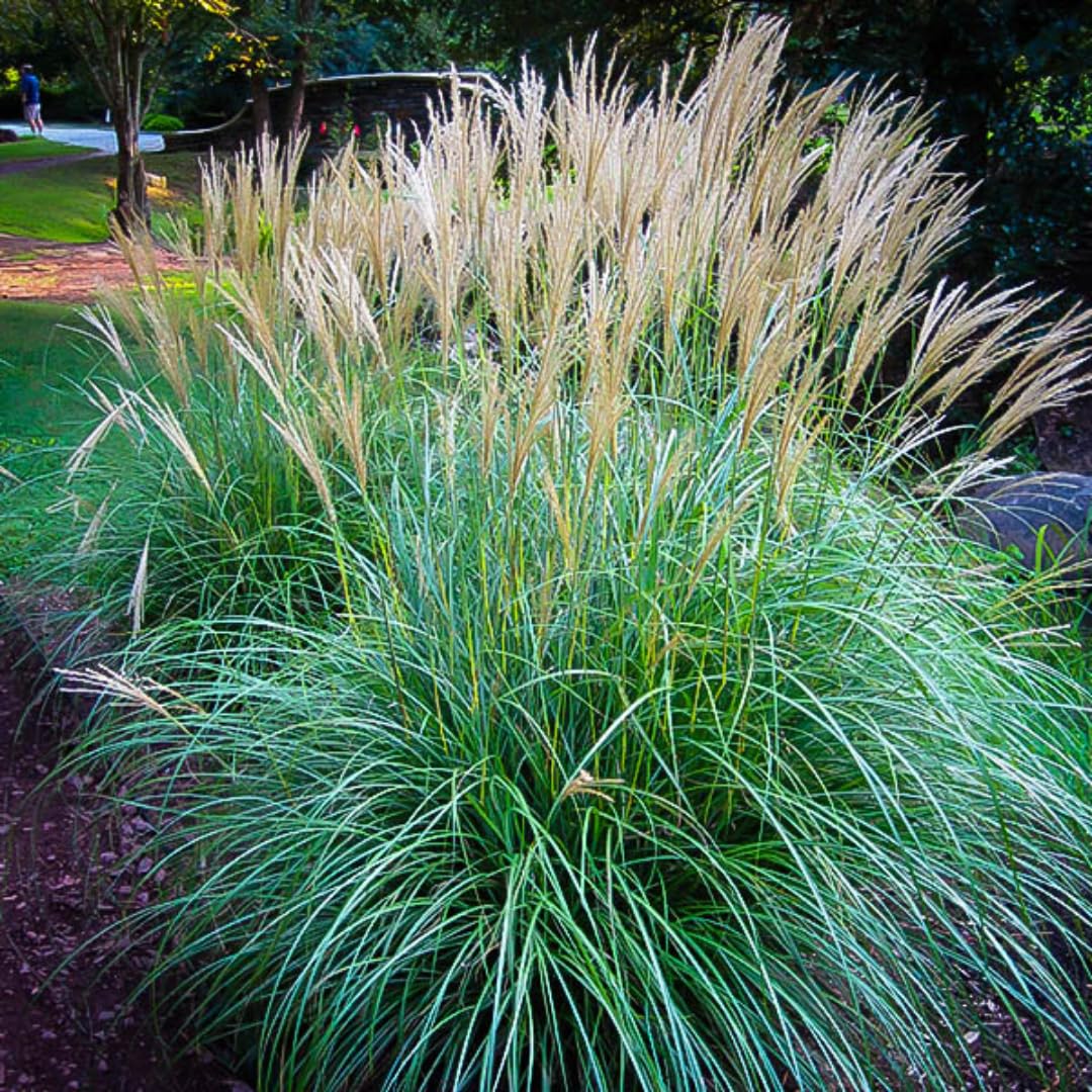 Ornamental Grass Seedlings Live Plant, Fully Rooted Pruned Back to 5 to 9 Inc in Tall Grasses Live Plants Perennial (Dwarf Miscanthus)