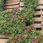 Impatiens Plants Live, 1 Random Color Plant, 3 to 5 Inc Impatiens Flower Plants, Perennial Impatien for Planting Outdoors