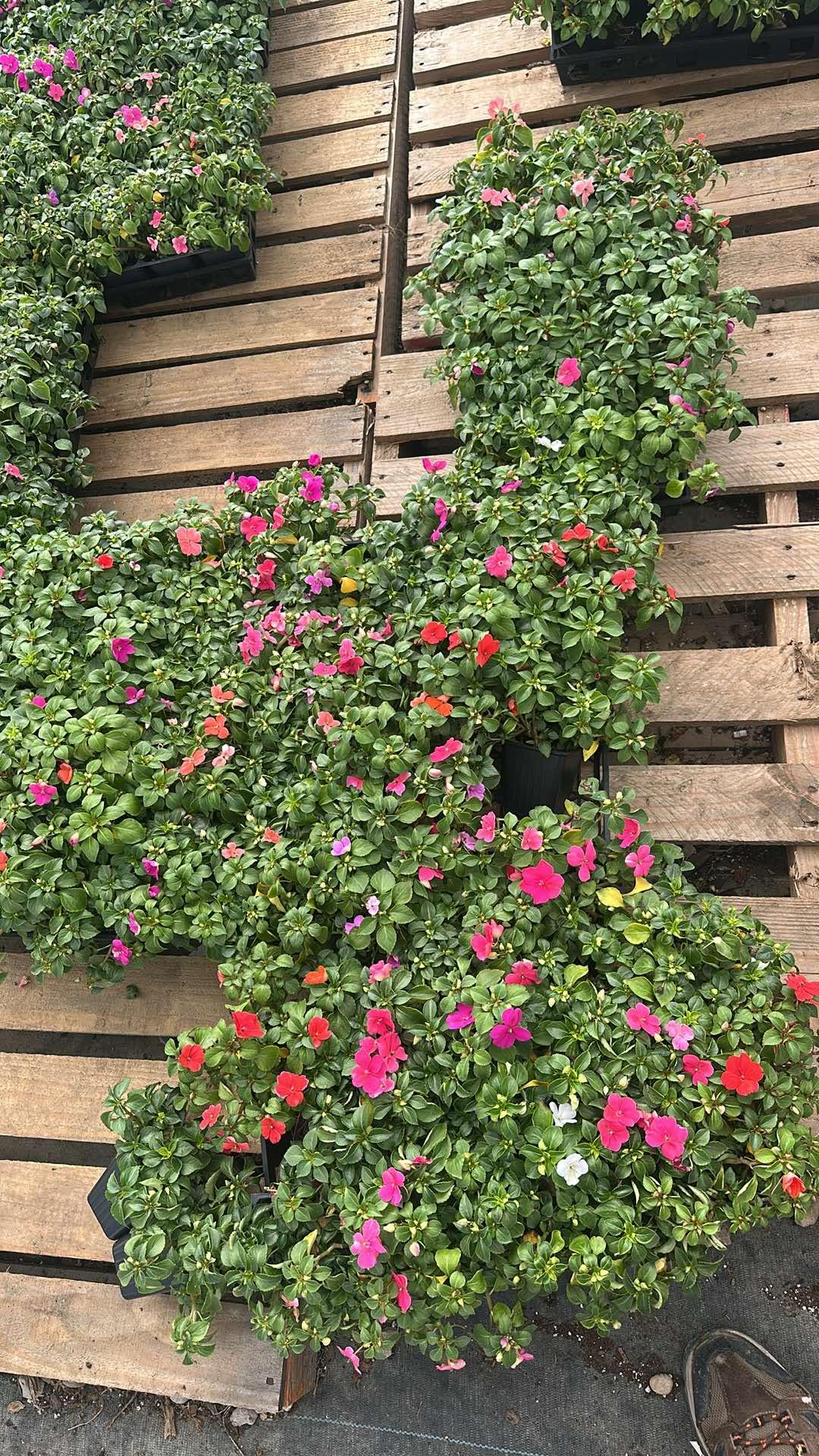 Impatiens Plants Live, 1 Random Color Plant, 3 to 5 Inc Impatiens Flower Plants, Perennial Impatien for Planting Outdoors