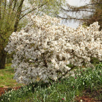 Magnolia Tree, Magnolia Flowering Shrub Bush in 2.5'' Pot, Well Rooted Magnolia to Grow in Container, Garden (Star Magnolia)
