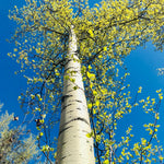 Quaking Aspen Tree Live Plant, Aspen Plant Seedling, 18 to 24 Inc Tall Tropical Plants for Gardening Outdoor