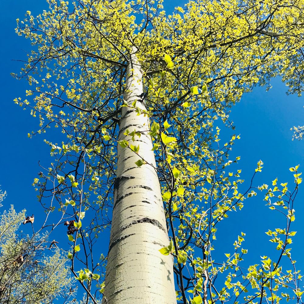 Quaking Aspen Tree Live Plant, Aspen Plant Seedling, 18 to 24 Inc Tall Tropical Plants for Gardening Outdoor