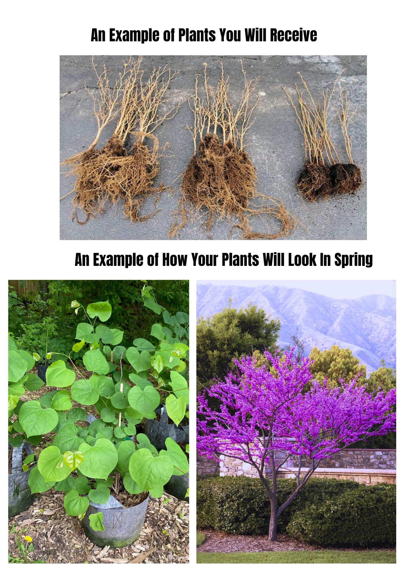 Eastern Redbud Tree Live Plant Dormant, 6 to 13 Inch Tall, Red Bud Tree Plants Live, Purple Lavender Redbud Blooms Color