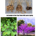 03 Eastern Redbud Trees Live Plants, 1 Year Old Seedlings Pink Flowering Ornamental Tree, Redbud Tree, Redbud Trees for Planting, No Leaf