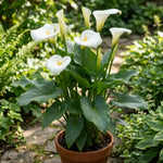 Pack 3 White Calla Lily Bulbs - Calla Lily Flowering Bulbs for Garden and Containers, Easy to Grow Summer Blooms