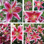 Set 3 Large Pink Lily Bulbs, 4-6 Inch, Pink Lilies Bulbs, Flowering Bulb for Outdoor Garden Beds and Containers