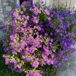 Set 2 Purple Aster Plants Live, Perennial Purple Flowers for Garden, 4-6 Inches Flowering Aster Plants Flower Outdoor Planting