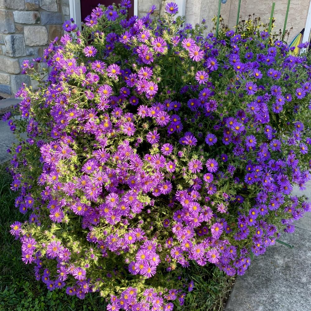 Set 2 Purple Aster Plants Live, Perennial Purple Flowers for Garden, 4-6 Inches Flowering Aster Plants Flower Outdoor Planting