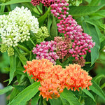 3 Mix Milkweed Plant Live, Asclepias Tuberosa Butterfly Bush, 4-8"