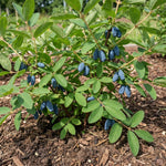 Blue Haskap Honeyberry Plant, Cold Hardy Berry Bush, Edible Fruit 6-8'' Tall, Haskap Fruit Plants for Garden