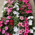 Set 4 of Mix Vinca Plants Live for Planting Outdoors, Ground Cover Plant, Vinca Flower Plant Gardening from 4 to 5 Inc Tall