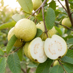 White Guava Plant Live 4-8 Inch Tall, Sweet Tropical Guava Fruit Tree Seedling, Garden and Container Growing