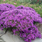 Purple Aster Plants Live for Planting, Purple Aster Bush Live Plant, Vibrant Perennial Flowers to Grow, 4 to 6 Inch Tall