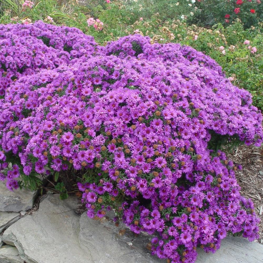 Purple Aster Plants Live for Planting, Purple Aster Bush Live Plant, Vibrant Perennial Flowers to Grow, 4 to 6 Inch Tall