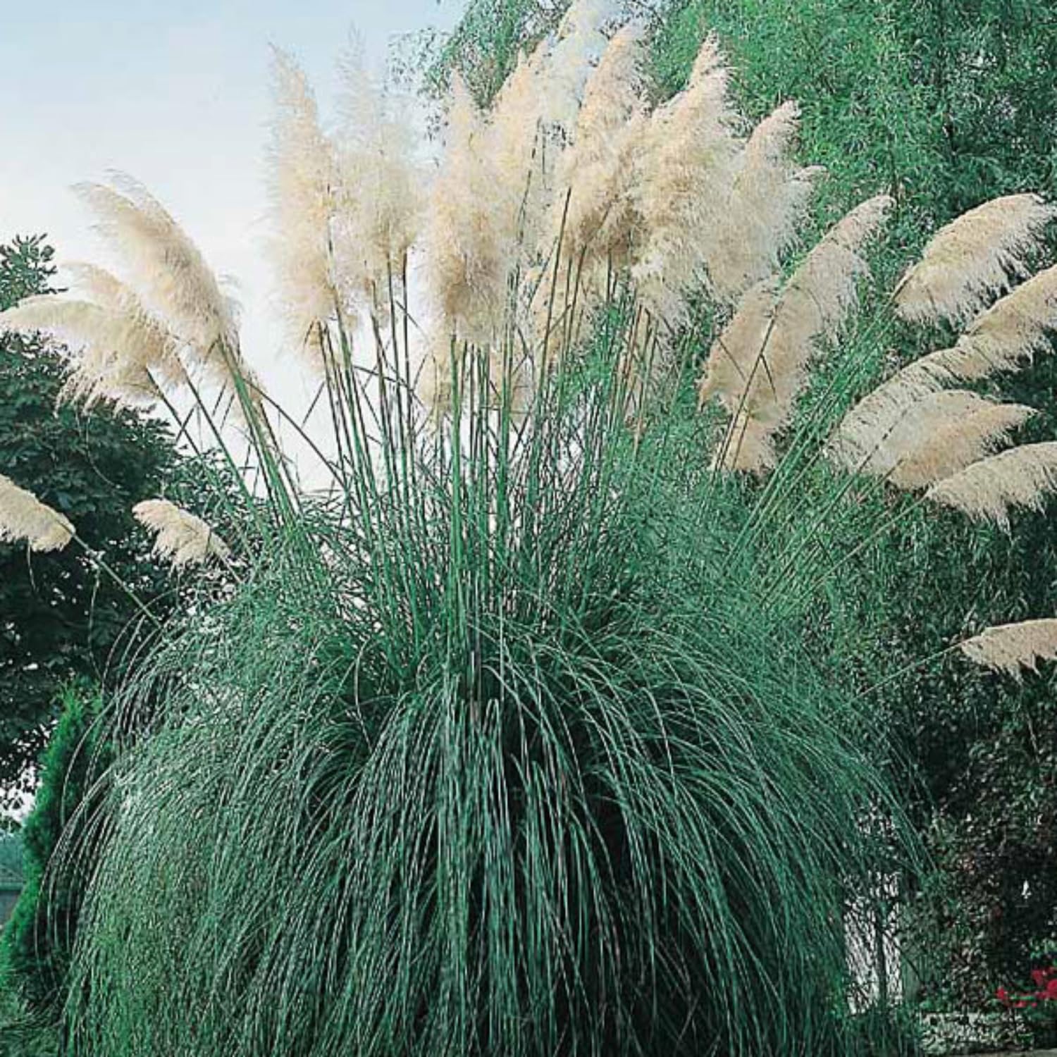 Set 2 Pampas Grass Plants Live Fully Rooted Pruned 5 to 9 Inches Tall, Ornamental Grasses Live Plants Perennial for Planting (Dwarf Blue)