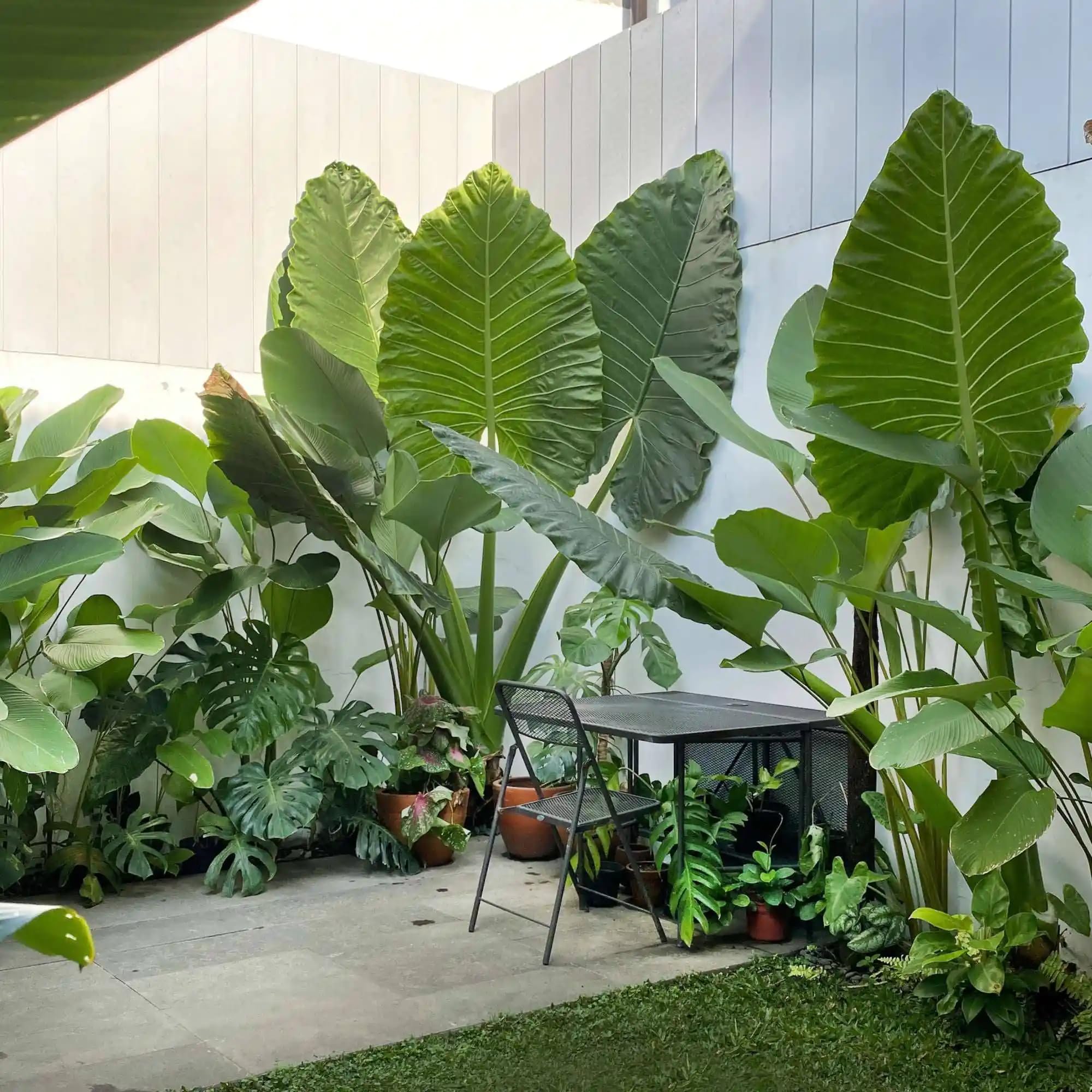 Combo 3 Green Jack Giant Colocasia Live Plants, Elephant Ear Esculenta Taro, 5 to 8" in Tall, Alocasia Live Plant for Planting, Live Houseplant Colocasia Plant