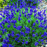 2 Lavender Plants Live Indoor, Lavandula Trees Live Plants for Planting, Fragrant Flowers Perennial, 4-6" Height Plugs (Hidcote Blue Lavender Plants)