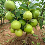 White Guava Plant Live 4-8 Inch Tall, Sweet Tropical Guava Fruit Tree Seedling, Garden and Container Growing