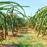 Dragon Fruit Plant Live, Red Dragon Fruit Plant Pot, 3 Gallon Pot, Live Dragon Fruit Plant, 2 to 3 Feet Tall, Dragon Fruit Live Plant, Sweet Fruit Plant