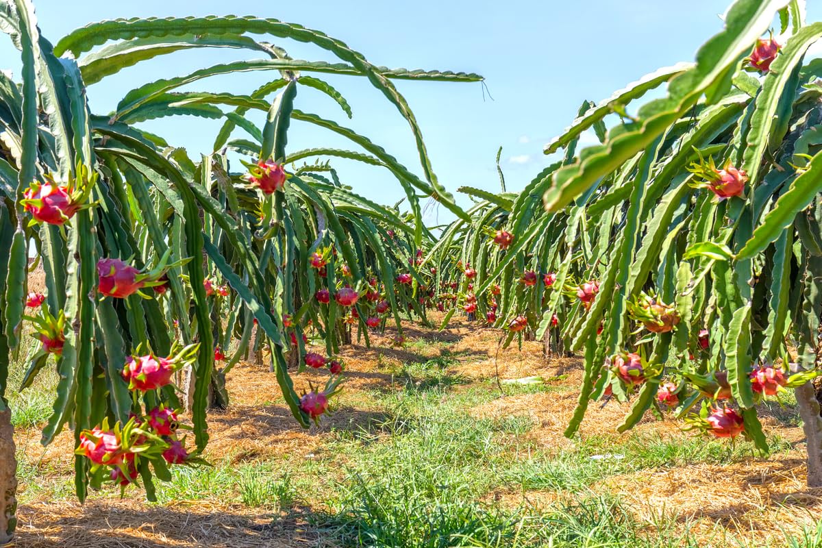 Dragon Fruit Plant Live, Red Dragon Fruit Plant Pot, 3 Gallon Pot, Live Dragon Fruit Plant, 2 to 3 Feet Tall, Dragon Fruit Live Plant, Sweet Fruit Plant