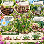 20 Egyptian Walking Onion Topset, Winter Allium Vegetables Bulbs