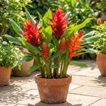 2 Zingiber Zerumbet Shampoo Ginger Plants, Awapuhi Hawaiian Ginger Live Plants 4-7 Inches, Red Ginger Lily for Planting