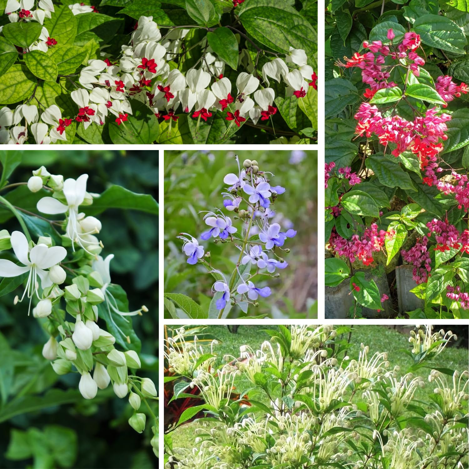2 Clerodendrum Live Plants, Clerodendrum Wallichi Mix Blooms, 5-9 Inc Tall