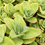 Mother of Thousands Plant, 2 Inch Pot Kalanchoe Plant, Kalanchoe Mother of Thousands Plants Live Potted Houseplants Succulent