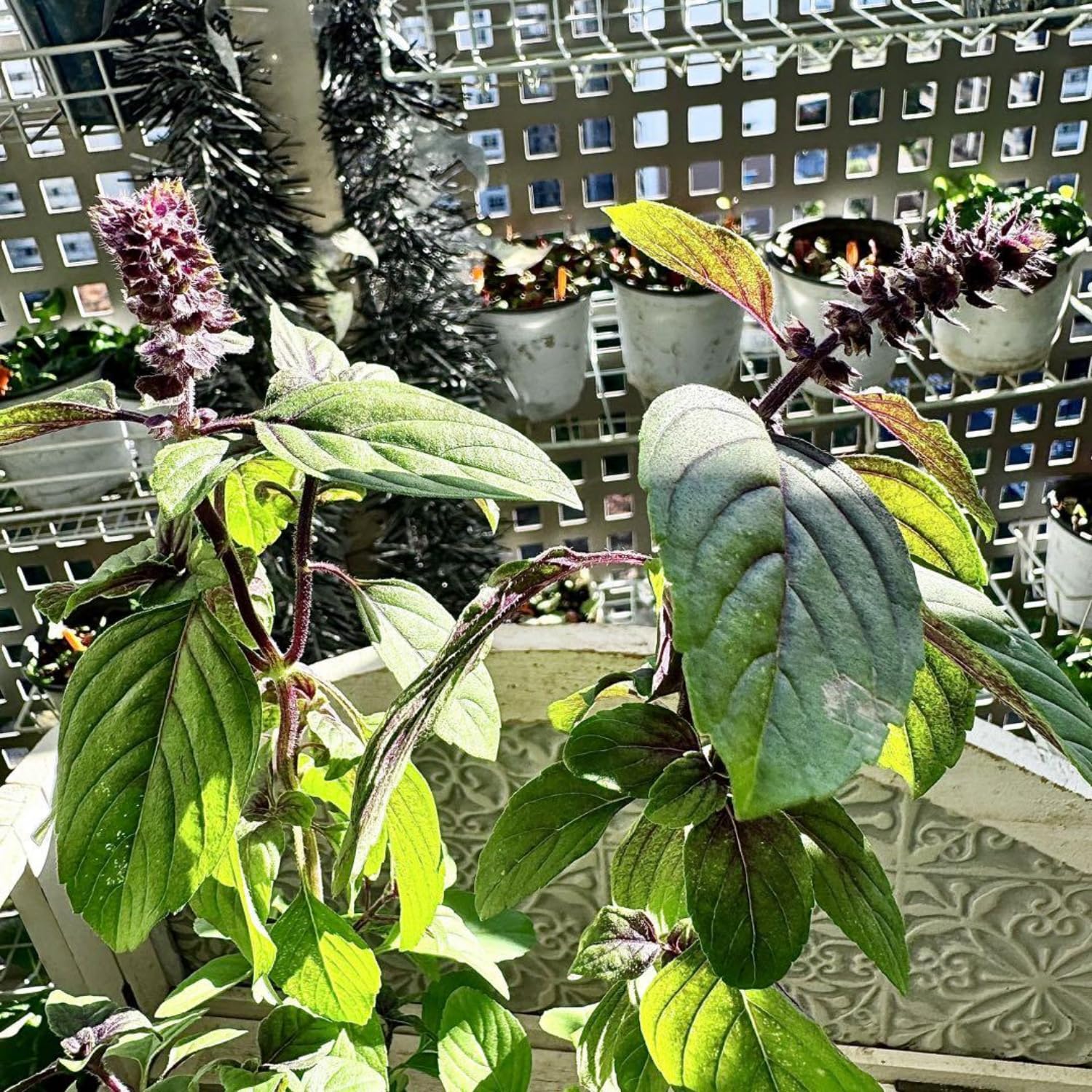 4 Live Basil Plants, African Blue Basil Plant Live, Basil Live Plant, Basil Herb Plant, African Basil Plant, 3 to 6 Inches Tall