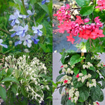 Clerodendrum Plants Live Well-Rooted for Outdoor Planting, Random Plant Clerodendrum Wallichii Schmidtii Smithianum Light Bulbs Tropical Live Plant, Chains of Glory Tree, 5"-9" in Tall