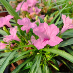 Mexican Petunia Live Plants, Outdoor Ready, 4-7 Inch, Vibrant Blooms