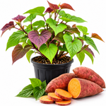 Sweet Potato Live Plant for Outdoor Planting, 4-7'' Tall, Root Vegetable for Home Gardens and Farm Growing, Sweet Potato Starts for Garden Beds and Raised Beds, Warm Season Vegetable for Sunny Locations