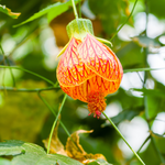 Orange Chinese Lantern Abutilon Plant - 6 Inch Pot, 1 Feet Tall - Flowering Plant