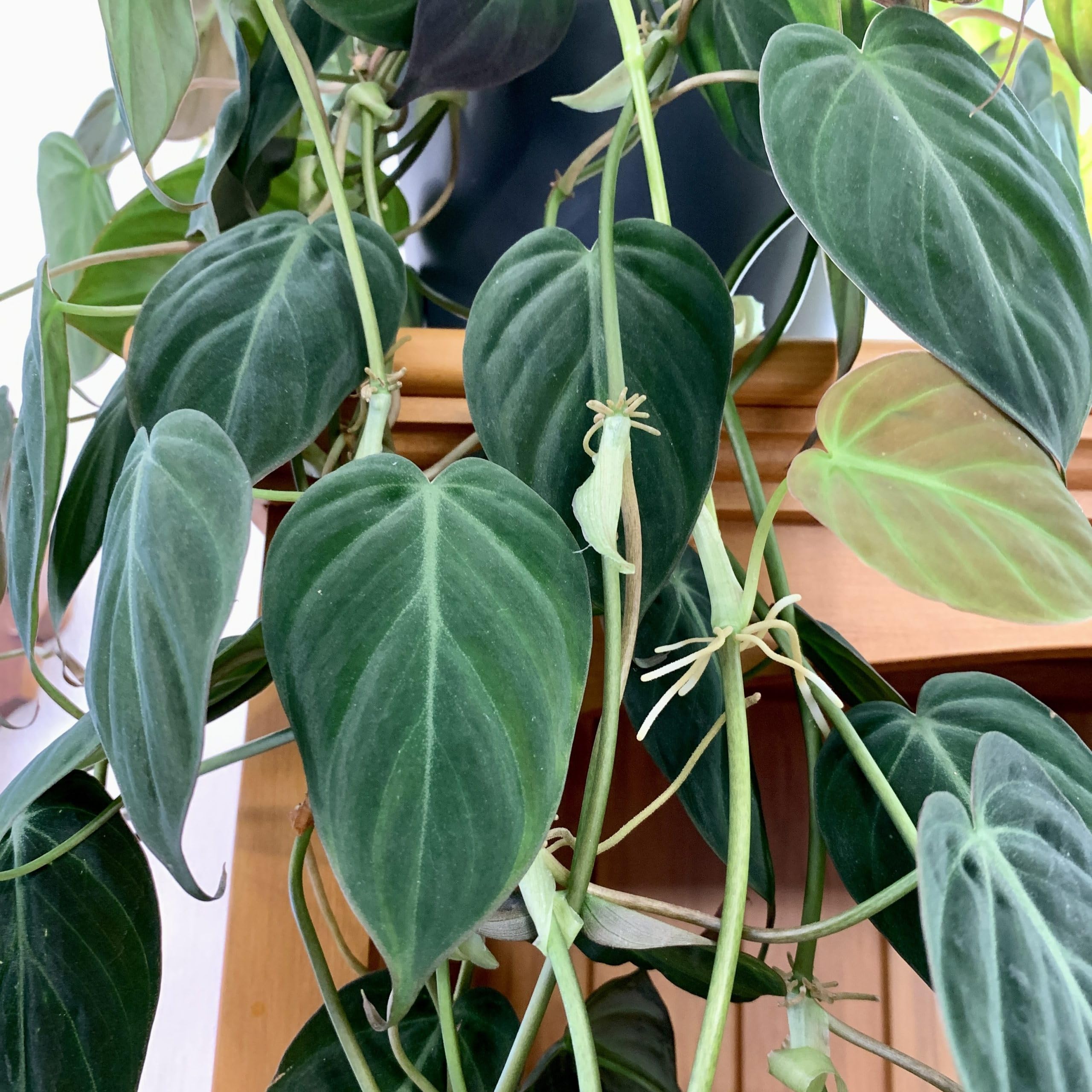 Variegated Philodendron Live Plant 4-8 Inches, Rare Indoor Houseplants for Container Growing (Micans Philodendron)
