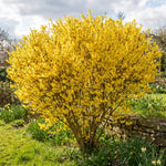 Forsythia Plants Live, Forsythia Plant Well Rooted 4-7 Inch Tall, Lynwood Gold Forsythia Bush for Outdoor Growing 4'' Pot