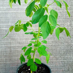 2 Pots Live Malunggay Plants, Moringa Oleifera Live Trees, 6-8" in Tall Drumstick Horseradish Trees Herb for Planting, 7 Months Old Tree
