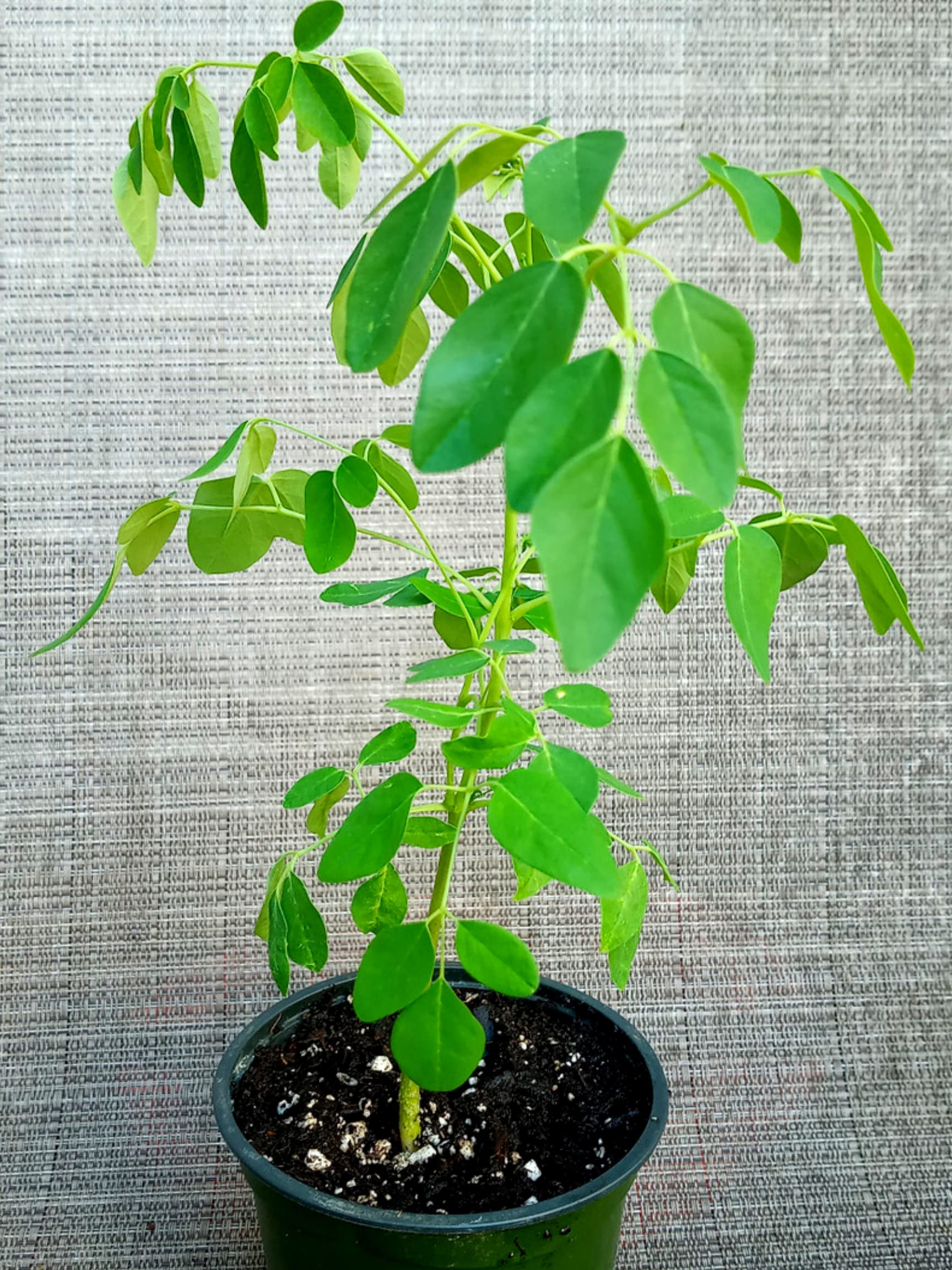 2 Pots Live Malunggay Plants, Moringa Oleifera Live Trees, 6-8" in Tall Drumstick Horseradish Trees Herb for Planting, 7 Months Old Tree