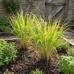 2 Lemongrass Live Plants, Well Rooted 8-10 Inch Tall, Fragrant Lemon Grass Herb for Growing in Container or Garden