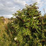 Black Elderberry Tree Live Plant, Hardy Berry Producing Shrub, Landscaping and Backyard Gardens, 4-7 Inches Tall
