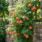 2 Orange Abutilon Plants 4-8" Tall, Trailing Lantern Flowering Vine for Patio, Containers and Outdoor, Hardy Bell Shaped Flowers Shrubs