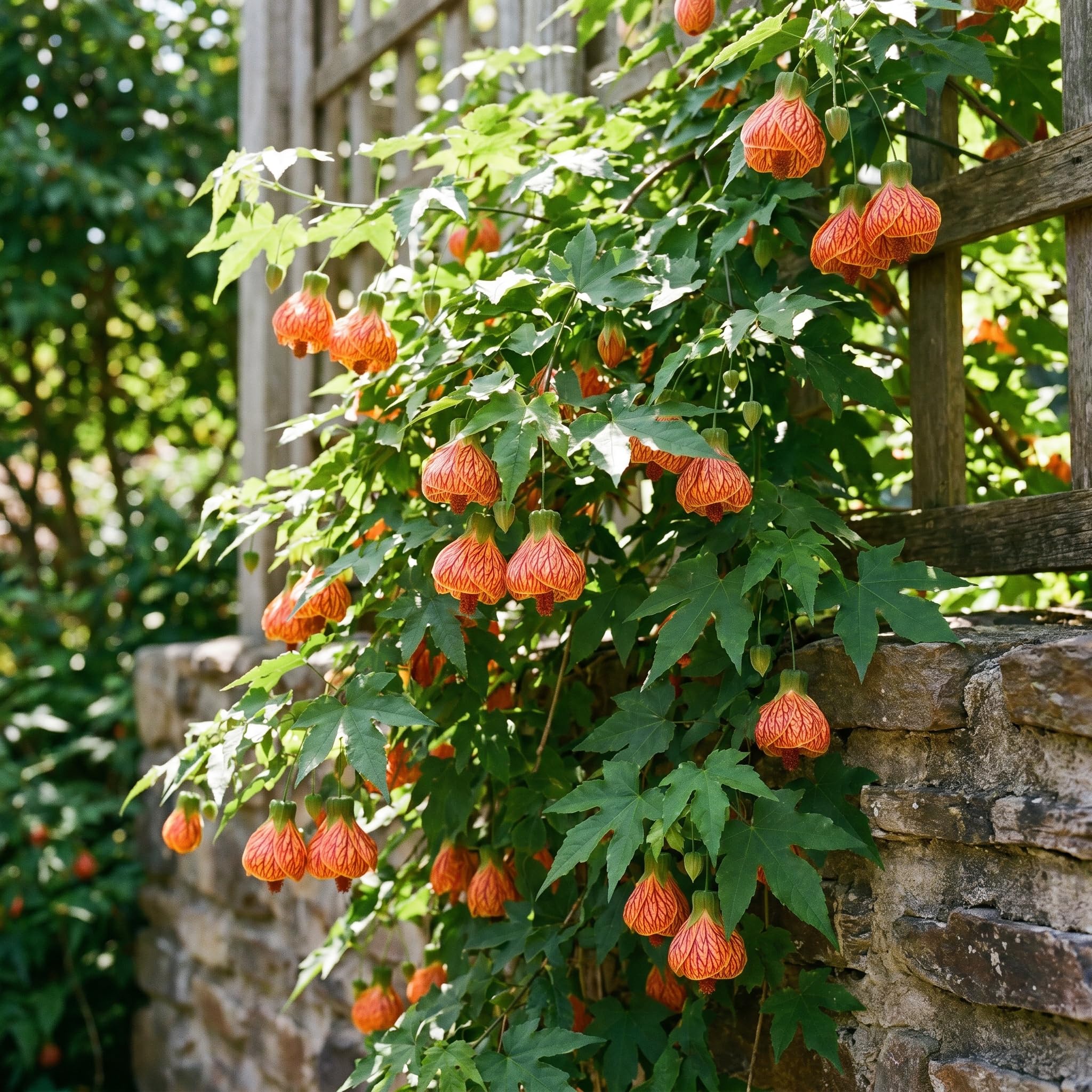 2 Orange Abutilon Plants 4-8" Tall, Trailing Lantern Flowering Vine for Patio, Containers and Outdoor, Hardy Bell Shaped Flowers Shrubs