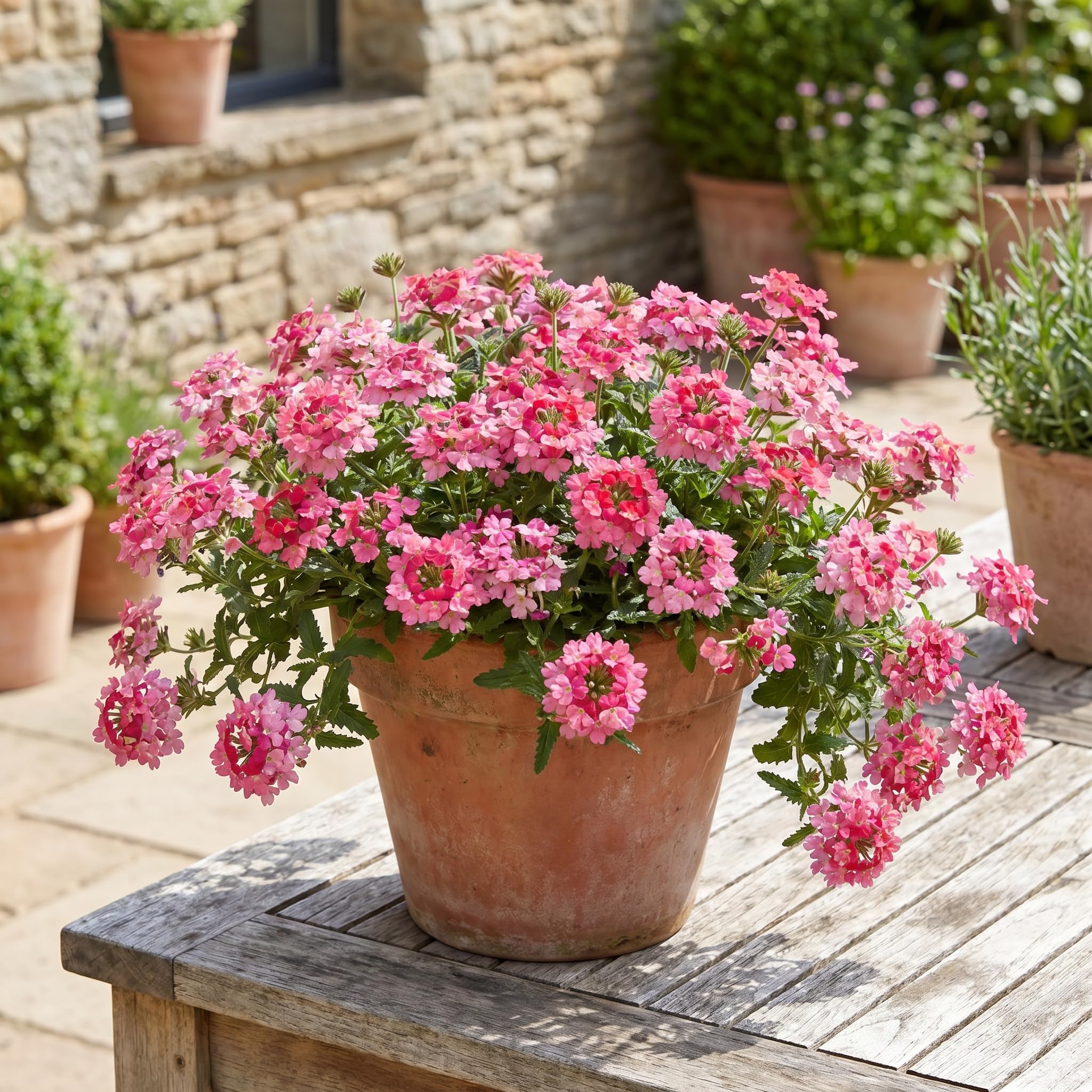 2 Verbena Live Plants, Trailing Verbena Plants for Planting Outdoor, Perennial Ground Cover Flowers 4-7 Inches (Pink)