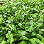 Camellia Sinensis Plant Live, Camellia Plant, Green Tea Tree Plants, Vibrant Flower Shrub, Well-Rooted for Garden Planting (4 Inches)