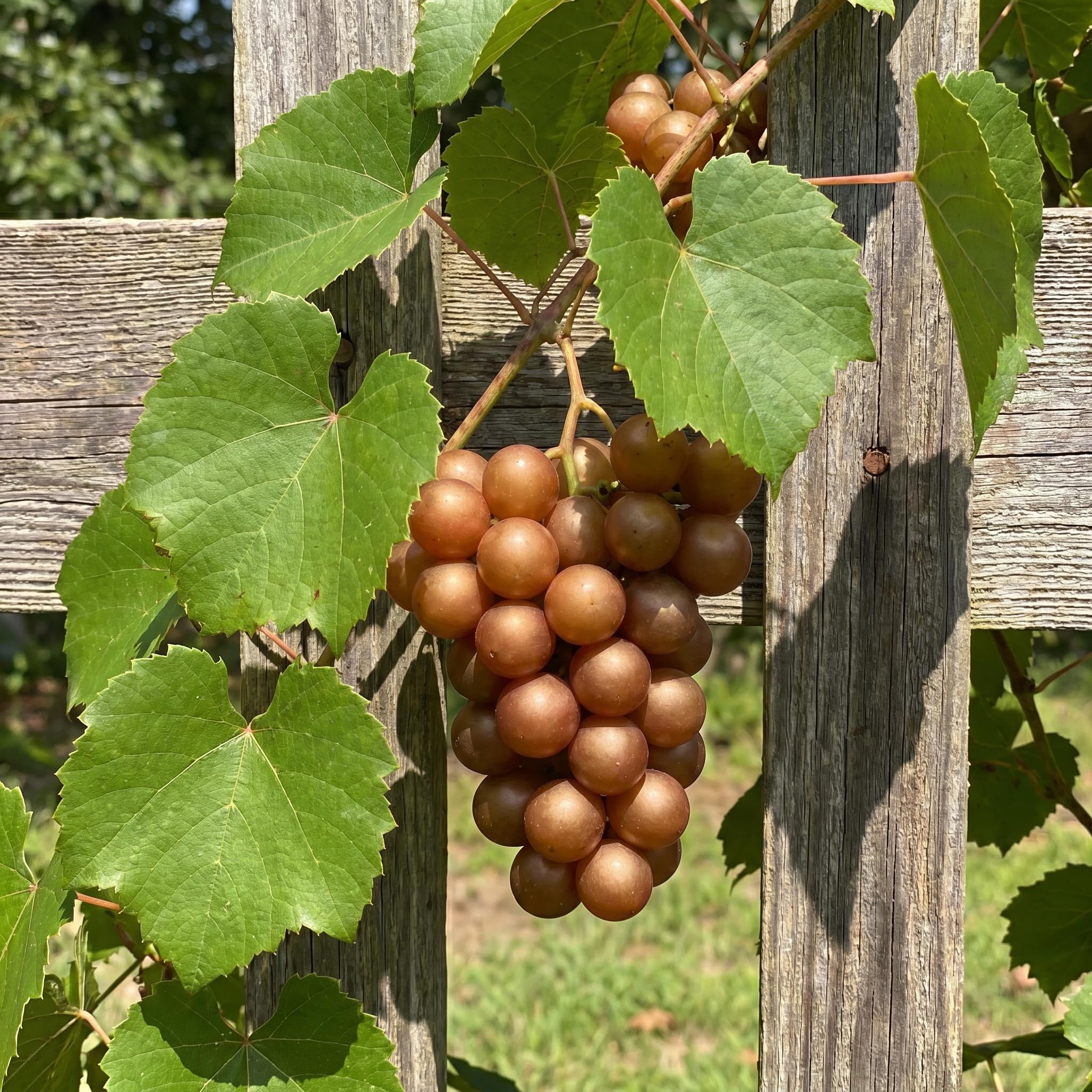 Grape Plant Live 4-7 Inches Tall, Fruit Vine Starter Plant for Garden, Patio Container, Backyard Trellis, Outdoor Growing (Bronze Grape)