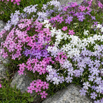 Set 2 Creeping Phlox Live Plants, Perennial Phlox Flower Ground Cover Plant, Hardy Creeping Phlox 5-8 Inches (Mix)
