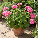 Geranium Live Plant 4'' Pot, Flowering Geranium Well Rooted 3-6'' Tall, Outdoor Patio, Balcony or Container Garden Plants, 2 Plants per Pot (Pink)