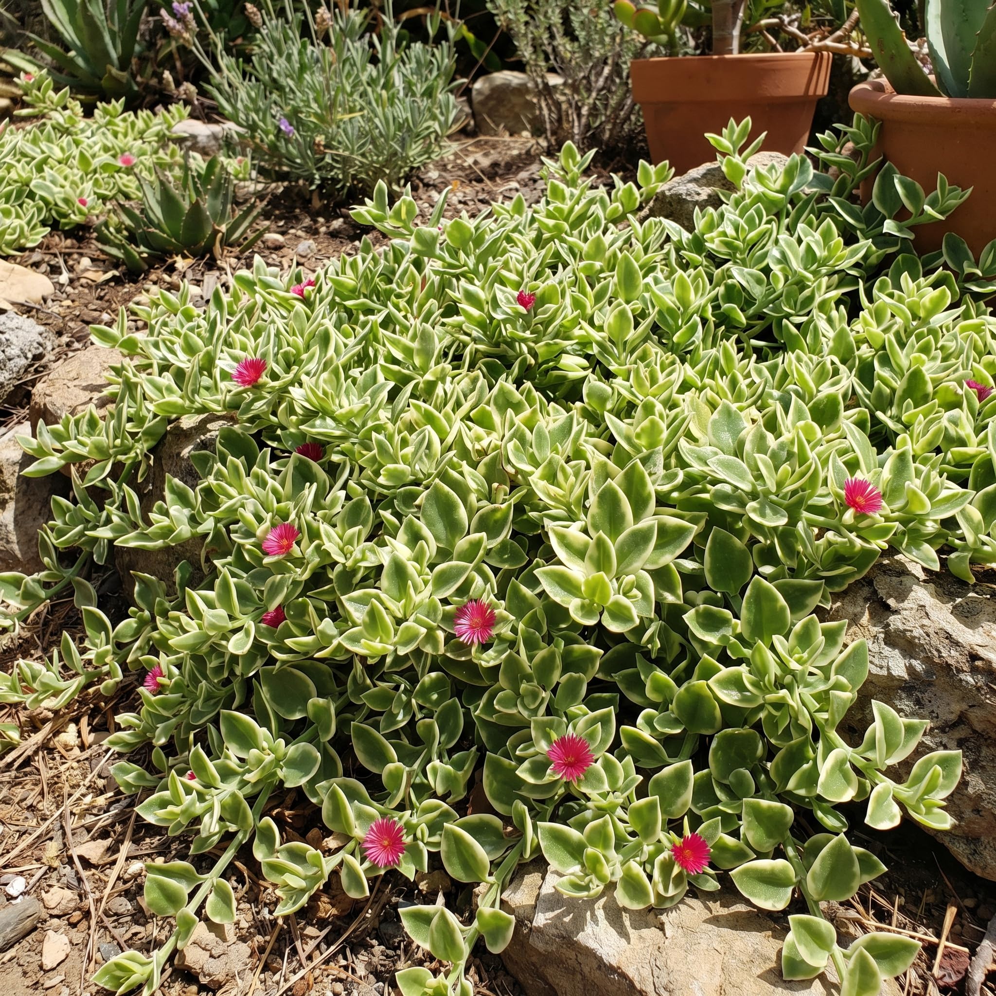 Variegated Ice Plant Live, Perennial Ice Plant Ground Cover for Planting 2 Inch Pot, Baby Sun Rose Plants